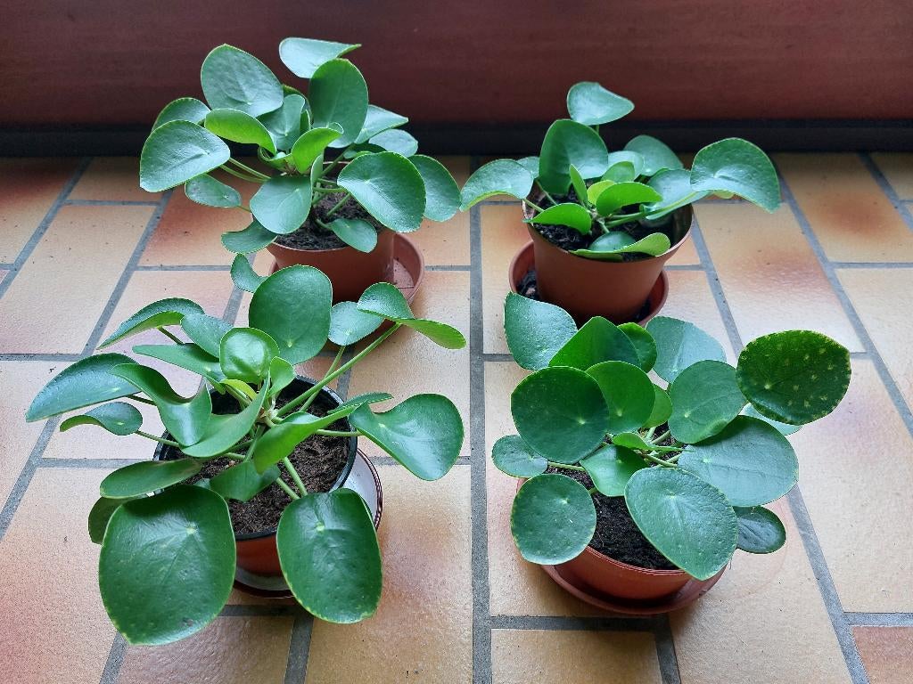 pannenkoekenplant donker groen, Huis en Inrichting, Kamerplanten, Ophalen