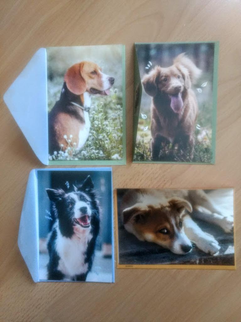 4 wenskaarten met honden, Diversen, Wenskaarten, Nieuw, Ophalen of Verzenden
