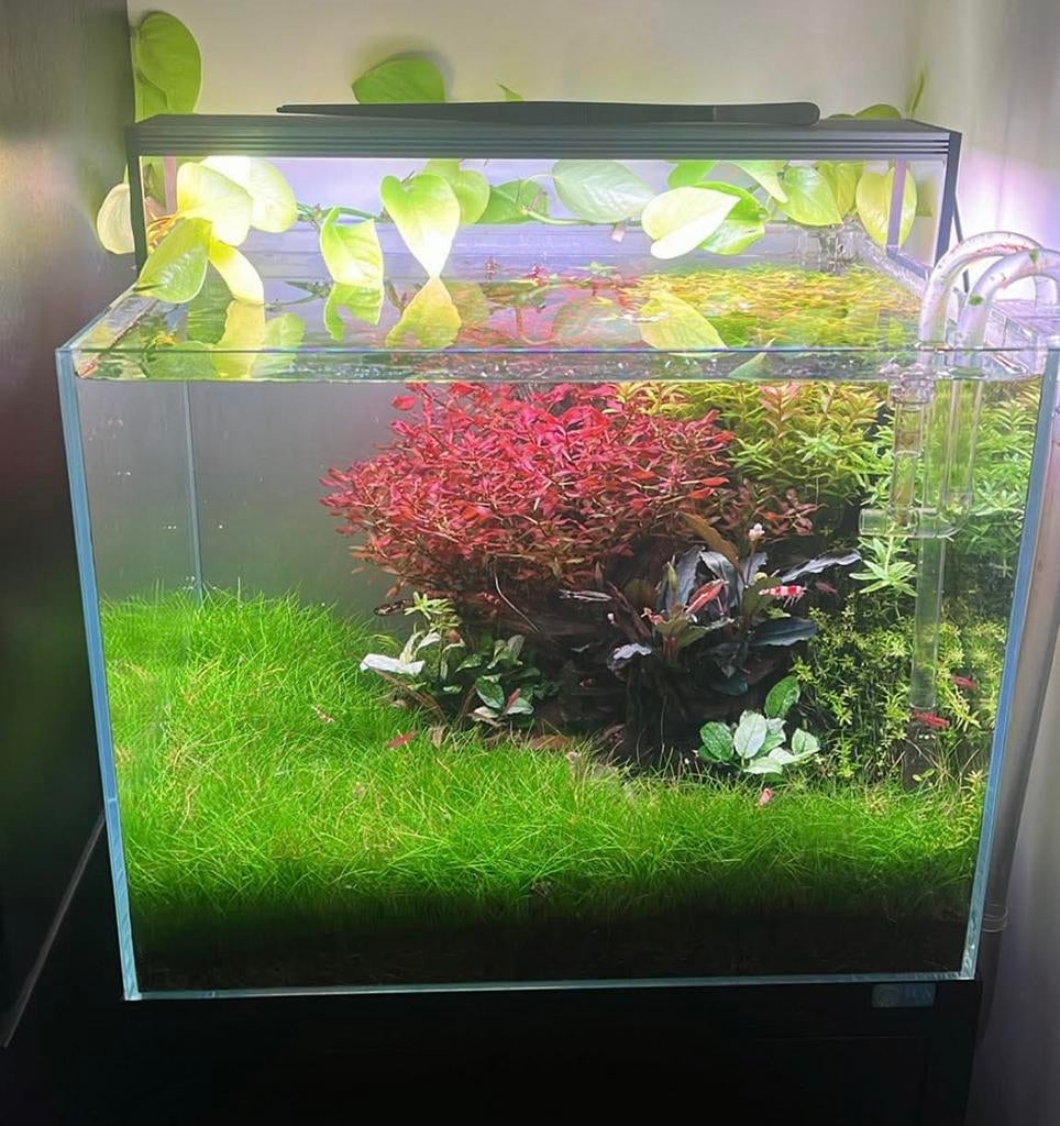 Twinstar lll 450SM lamp!, Enlèvement