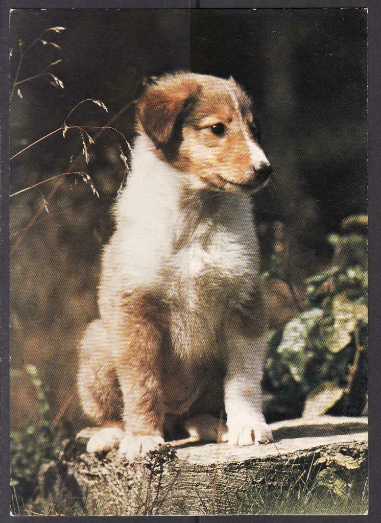 Hond 3, Collections, Cartes postales | Animaux, Envoi, Chien ou Chat