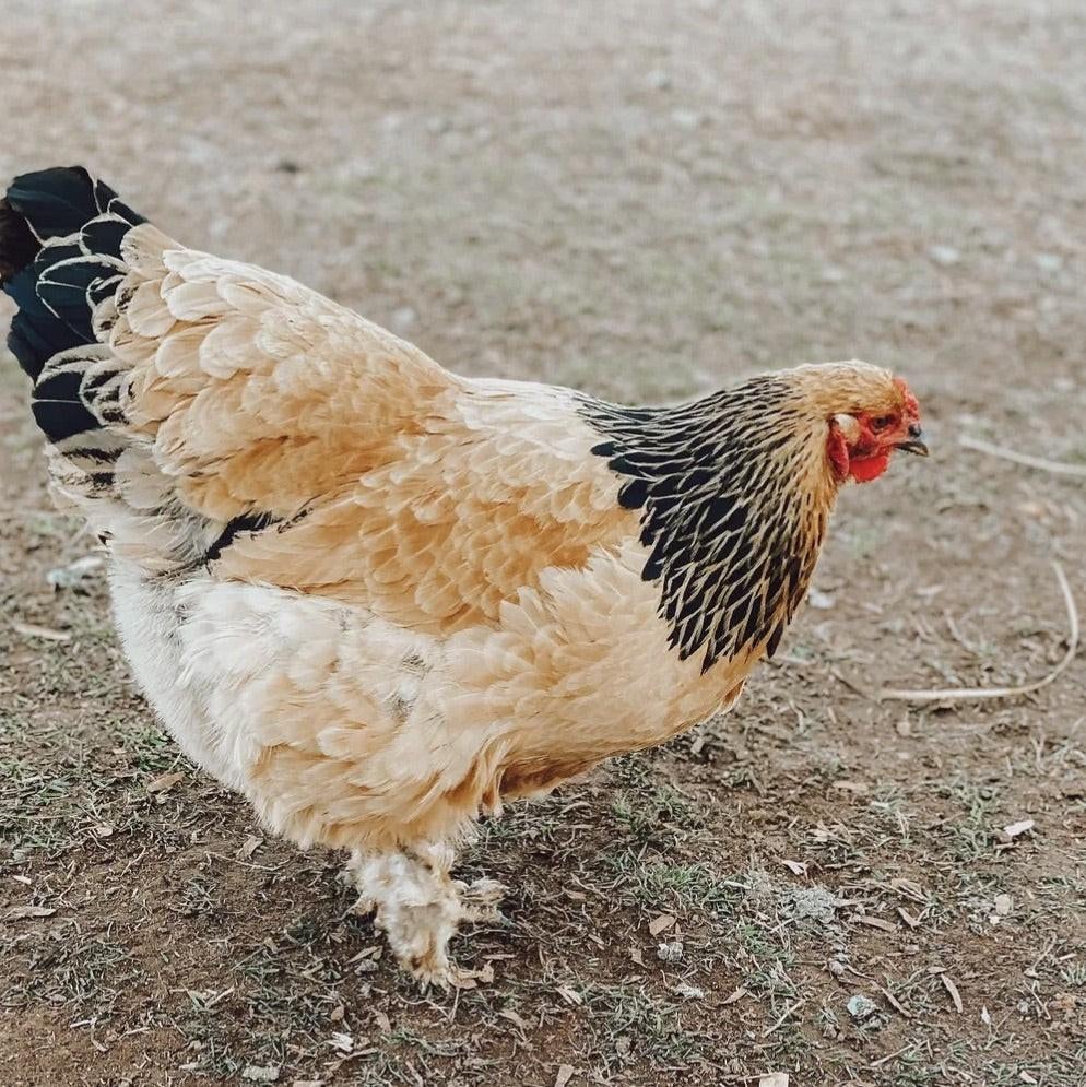 Brahma Groothoender kippen jonge hennen beschikbaar, Femelle, Poule ou poulet