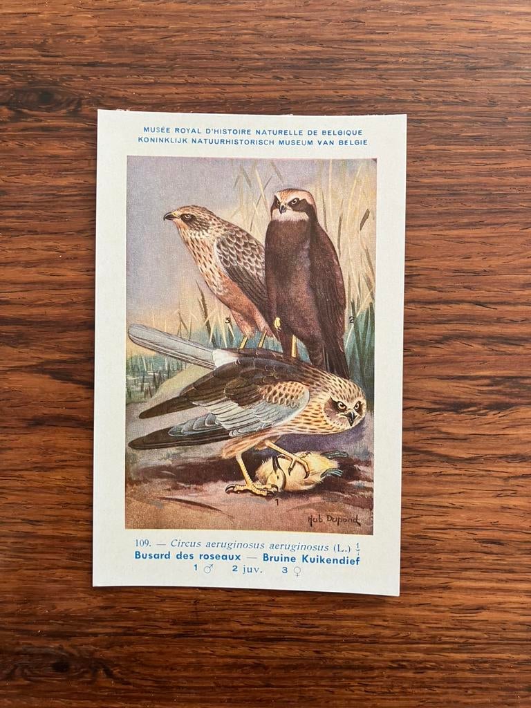Vogels der Belgische Fauna Nr. 109 bruine kuikendief, Verzamelen, Ophalen of Verzenden, 1940 tot 1960, Ongelopen, Vogel