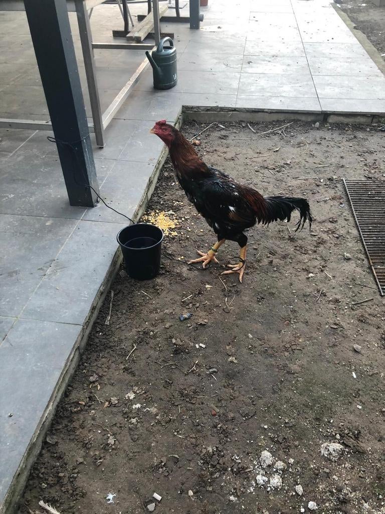 Coq o shamp a vendre