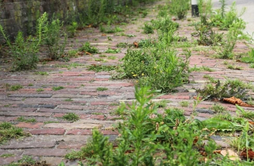 Désherbant total (ancienne formule), Jardin & Terrasse, Pesticides, Enlèvement ou Envoi, Neuf, Répression des mauvaises herbes