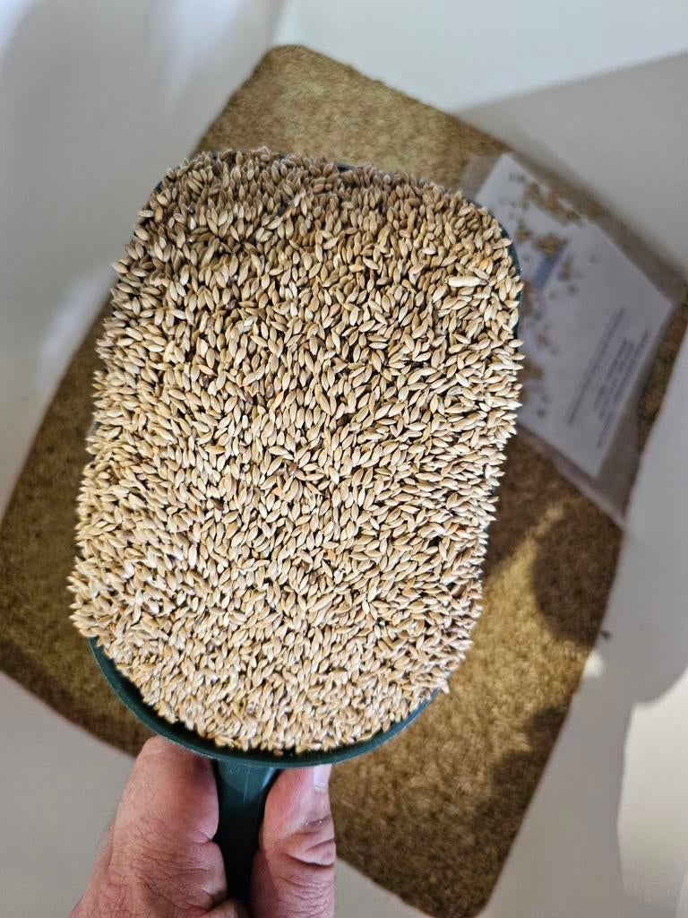 Witzaad 1kg ( platzaad )- Winkel en Webshop - Bestel Online