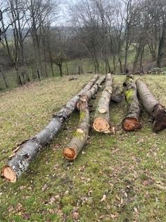 troncs de merisier et charme, Enlèvement, Autres essences de bois, Troncs d'arbres