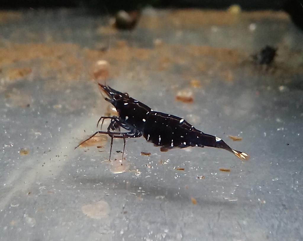 Caridina sp. Sulawesi black galaxy garnalen