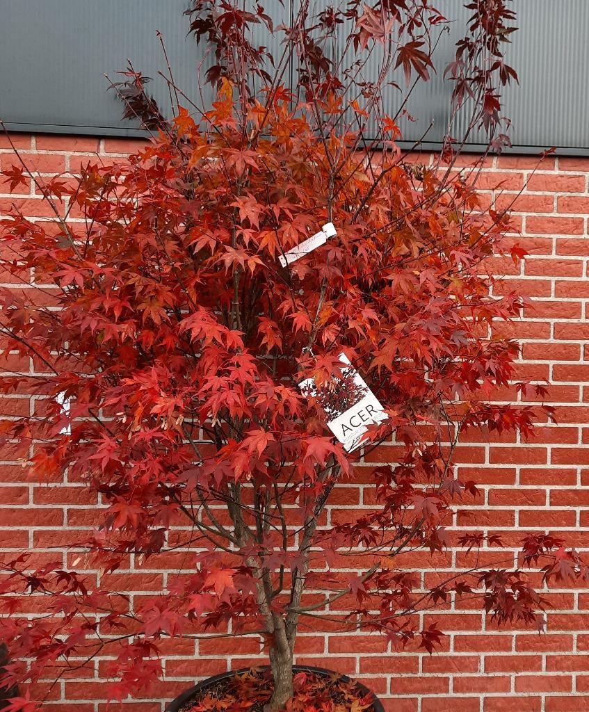 Meerstammige bomen in container, Enlèvement, En pot, Autres espèces, 100 à 250 cm