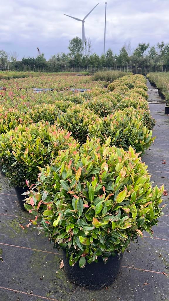 Leucothoe zeblid bolvorm wintergoen, Enlèvement