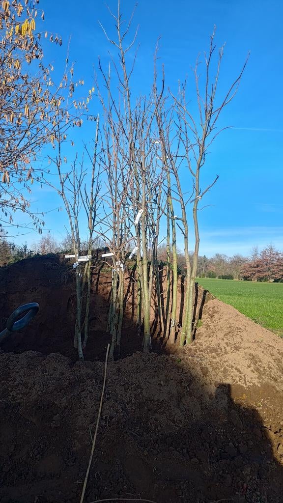 Liquidambar Palo Alto, 200cm tot 380cm, 6-8 tot 10-12, Tuin en Terras, Overige soorten, Lente, 250 tot 400 cm, Ophalen