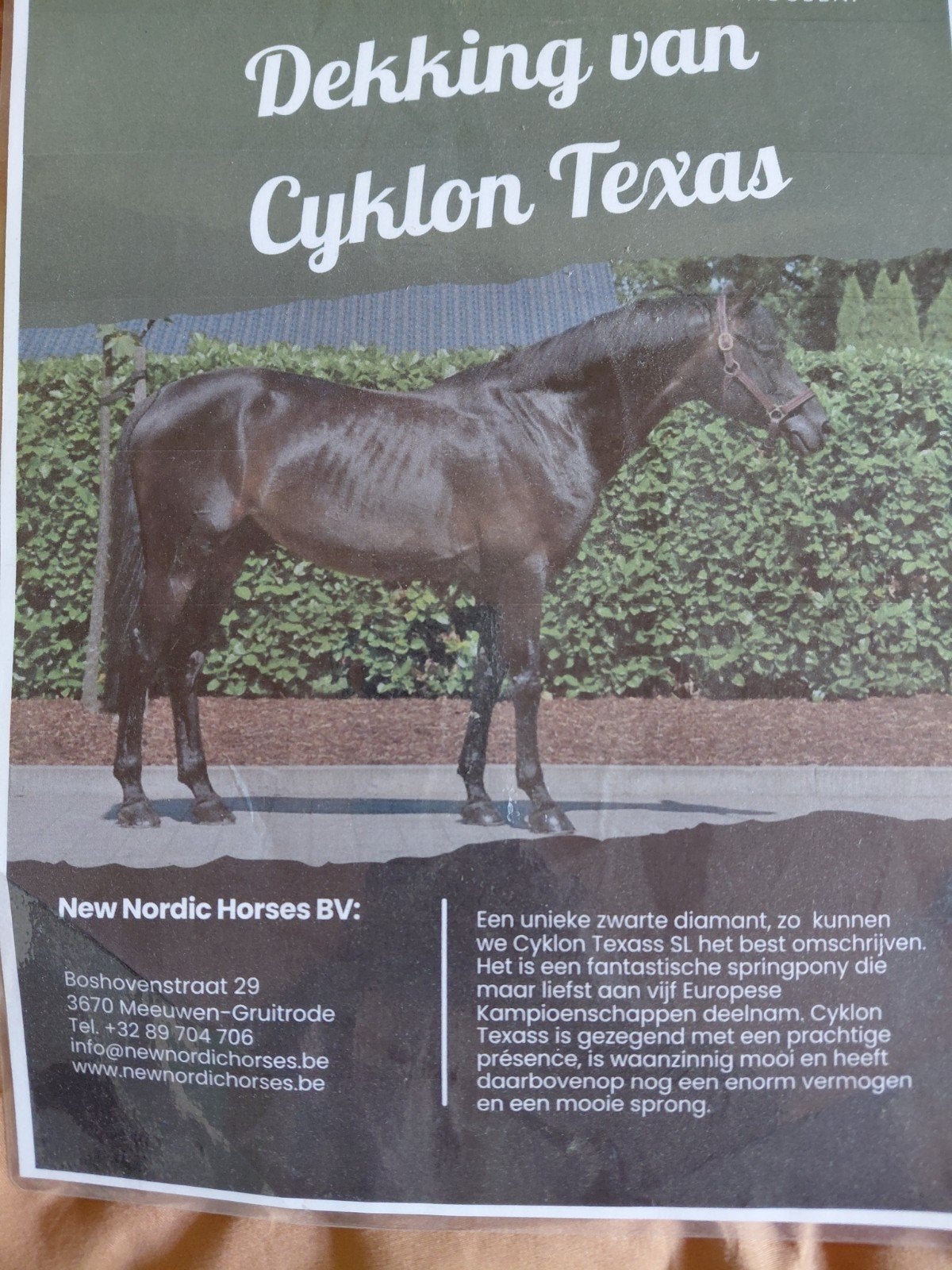 Dekking van cyklon texas, Animaux & Accessoires, Chevaux & Poneys | Étalons & Juments poulinières