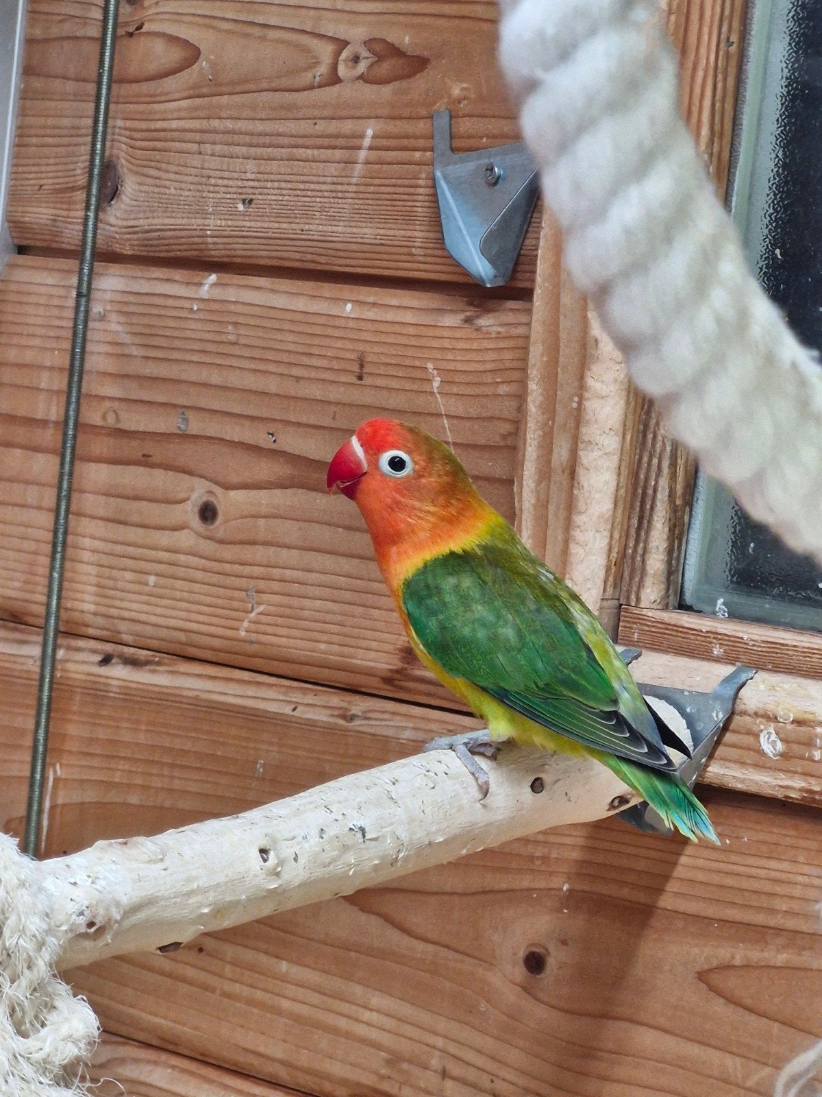 Agapornis Fischeri, Dieren en Toebehoren, Geslacht onbekend, Dwergpapegaai of Agapornis, Geringd