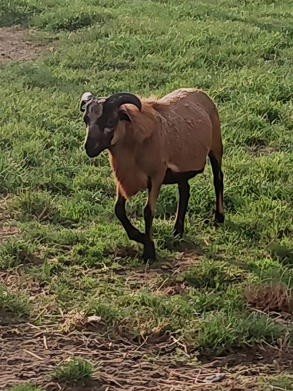 ram Kameroen