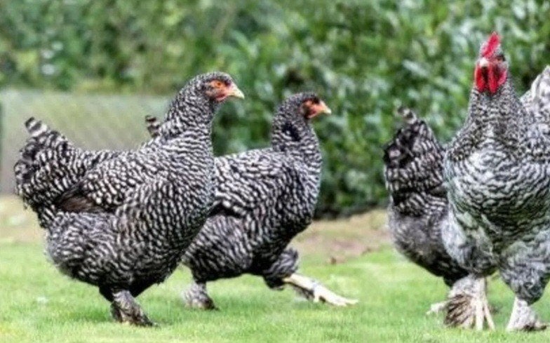 Mechelse koekoek hennen 2026, Dieren en Toebehoren