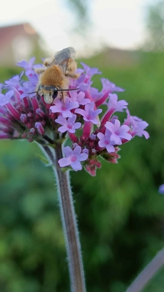 Verbena bonariensis/ ijzerhard, 6 voor 5 euro, Tuin en Terras, Planten | Tuinplanten, Volle zon, Vaste plant, Zomer, Ophalen