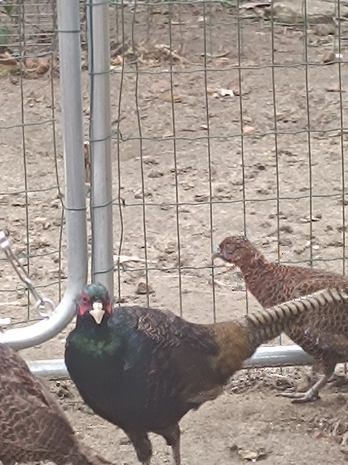 zwarte tenebrossus, Dieren en Toebehoren, Mannelijk, Overige soorten