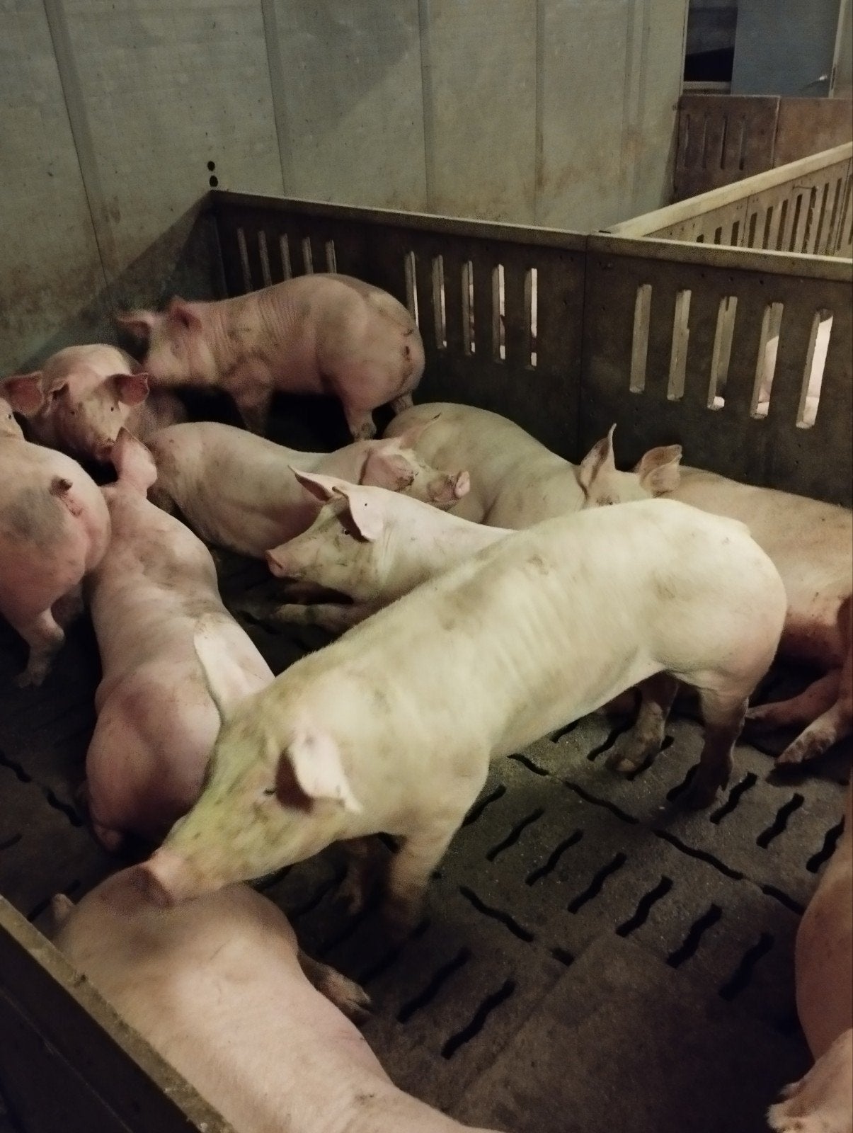 loonkweekstal varkens gevraagd, Zakelijke goederen, Ophalen