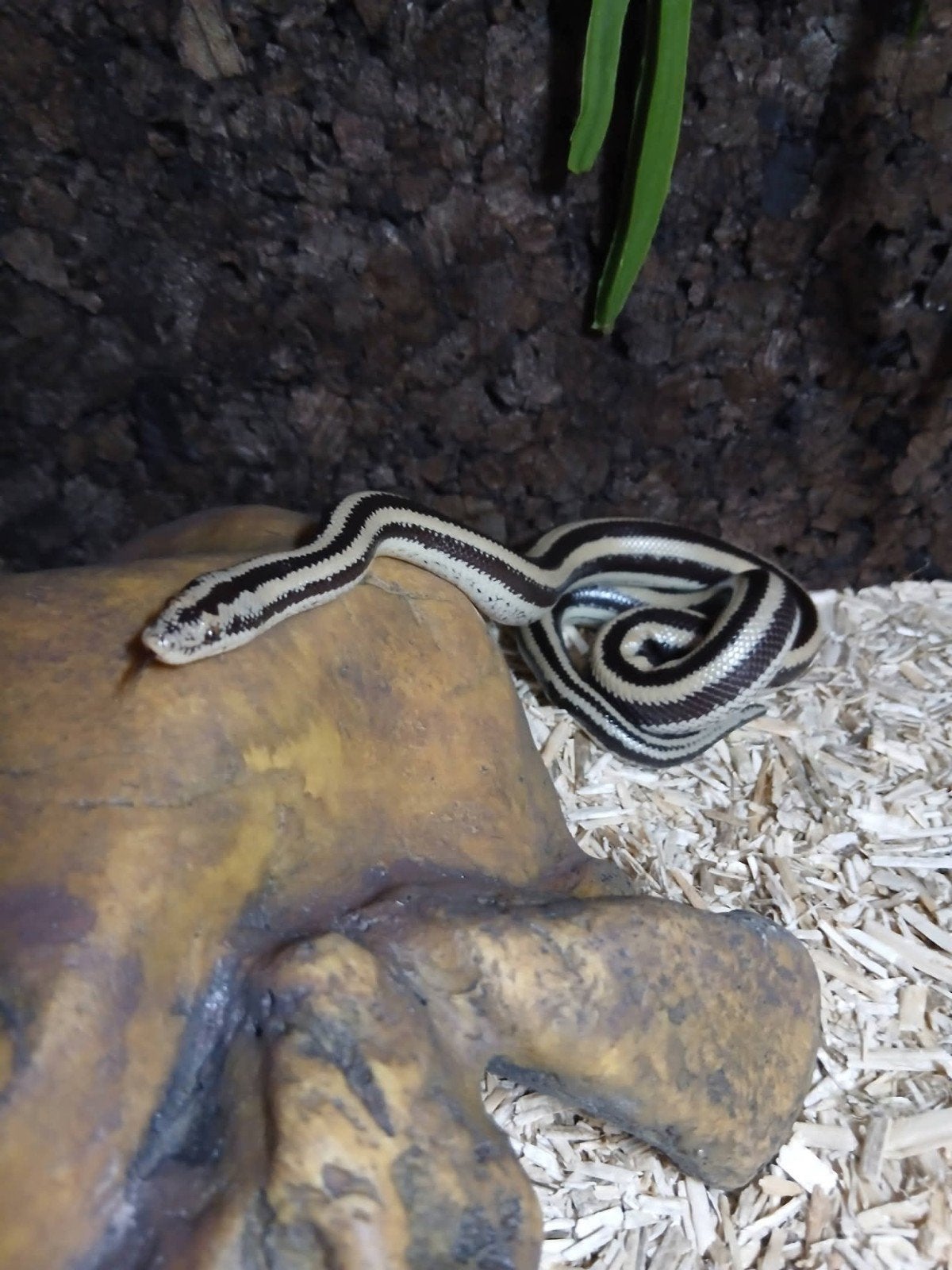 Rosy Boa San Ignacio 2024 Mannetje, Dieren en Toebehoren, Slang, Met terrarium, 0 tot 2 jaar