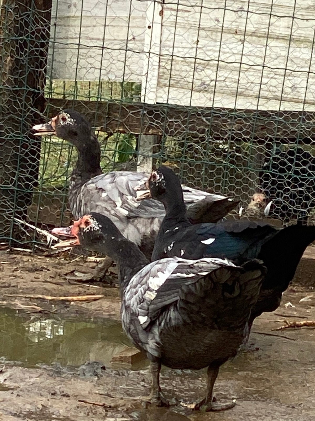 Actie 2 x 1 gratis, Plusieurs animaux, Canard