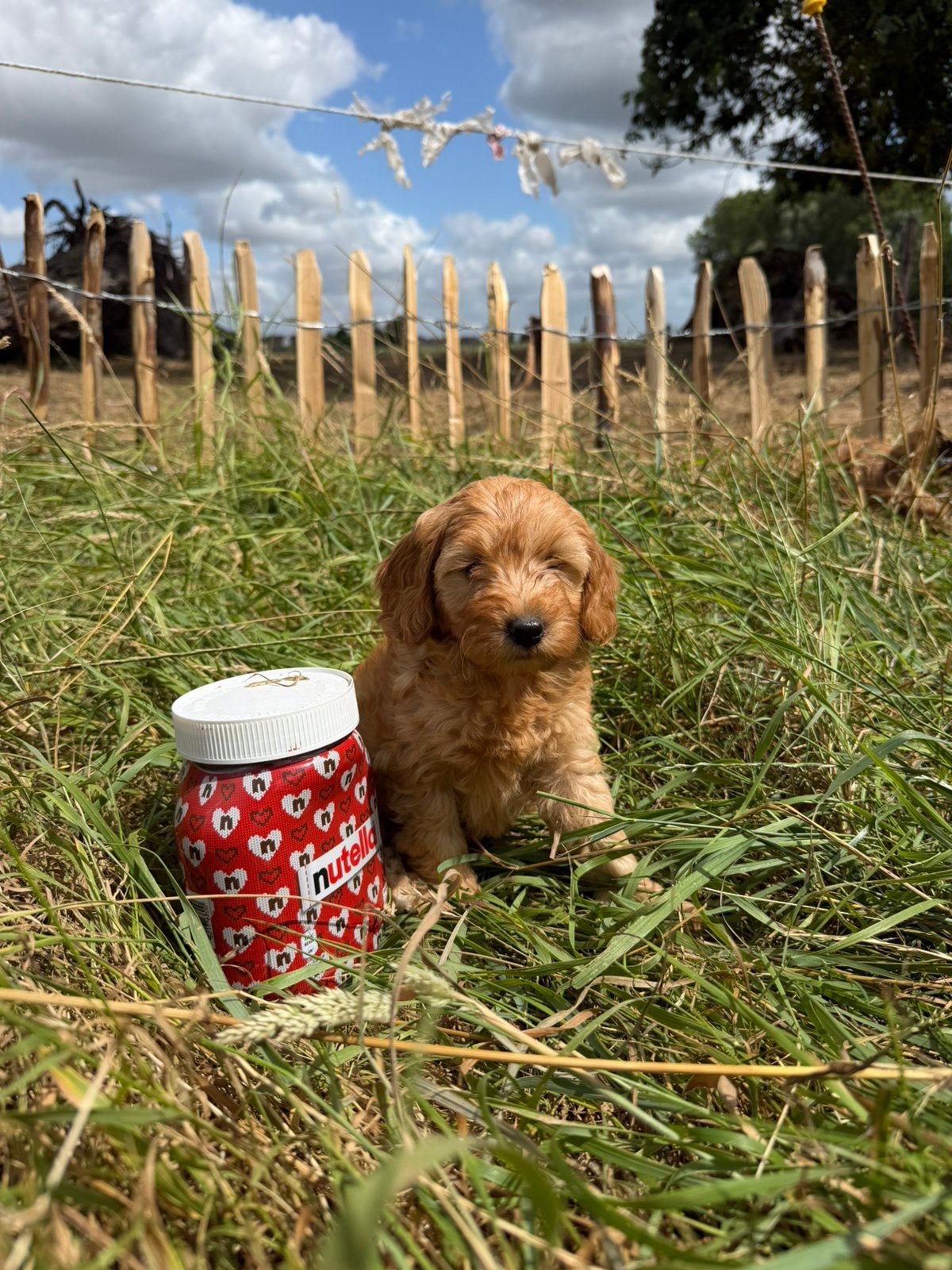 Mooie mini Labradoodle pups!, Dieren en Toebehoren, Honden | Retrievers, Spaniëls en Waterhonden, Meerdere dieren, Labrador retriever