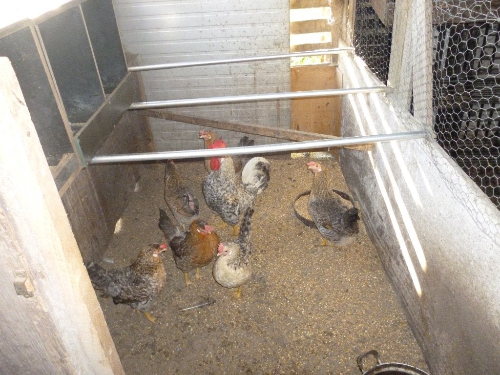 mooie 1 jaarse kippen,red islands en cream legbar, Animaux & Accessoires, Plusieurs animaux, Poule ou poulet
