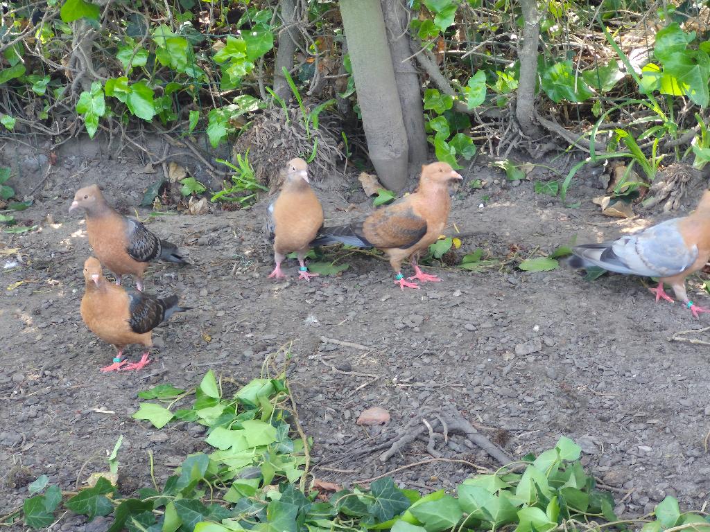 vink duiven, Dieren en Toebehoren, Vogels | Duiven, Overige soorten
