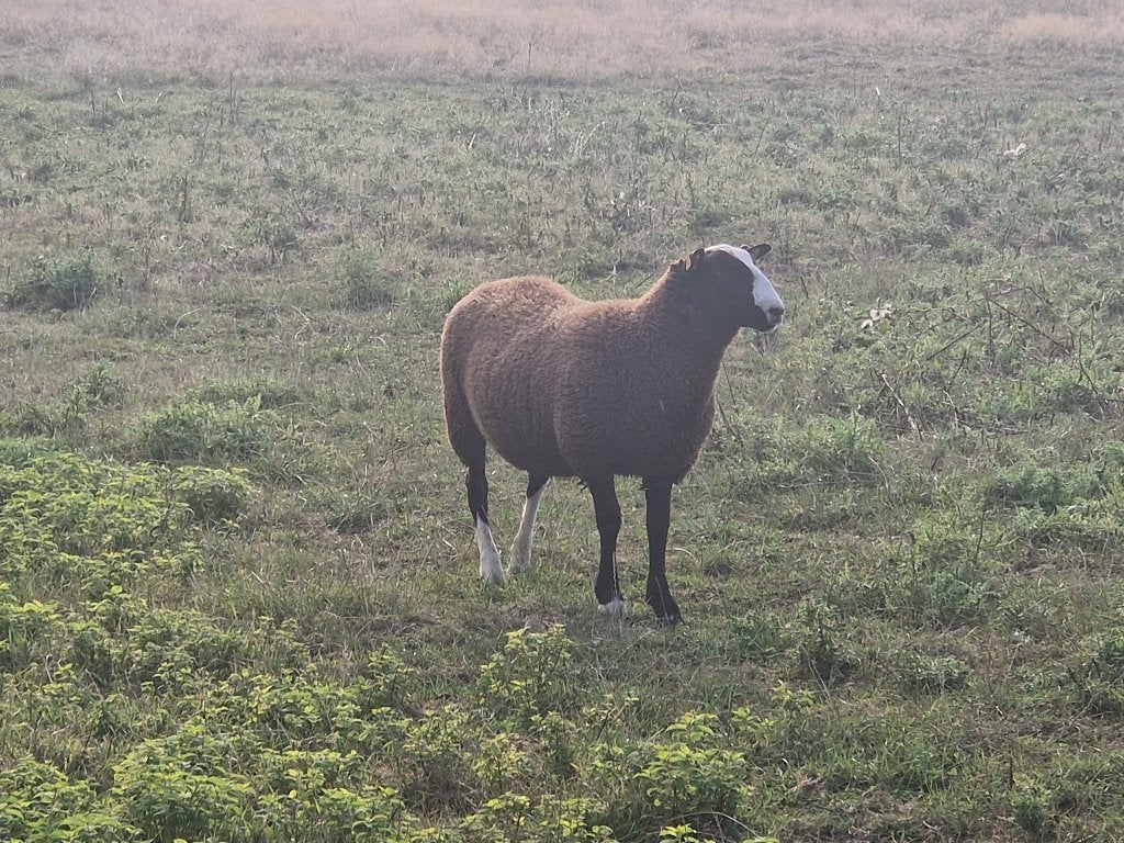 Zwartbles ram, Dieren en Toebehoren, Mannelijk, Schaap, 0 tot 2 jaar