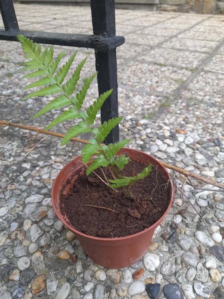 Baby varens beschikbaar, Tuin en Terras, Planten | Tuinplanten, Ophalen, Varens