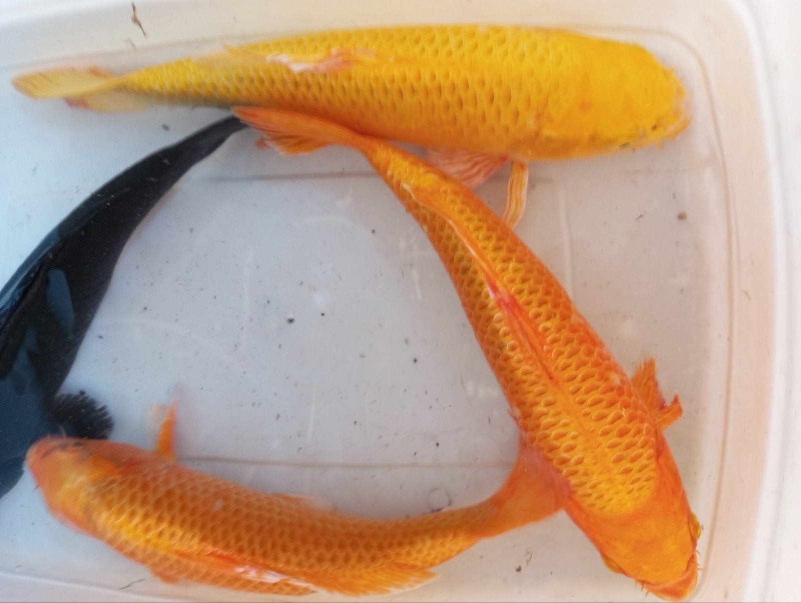 Koi 30/35 cm