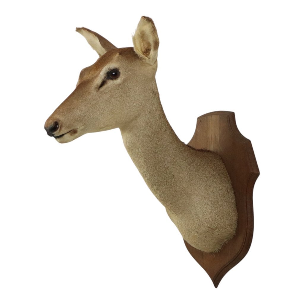 Opgezette Hertenkop Edelhert Hinde Taxidermie Frankrijk, Verzamelen, Dierenverzamelingen, Gebruikt, Gewei of Kop, Hert, Ophalen