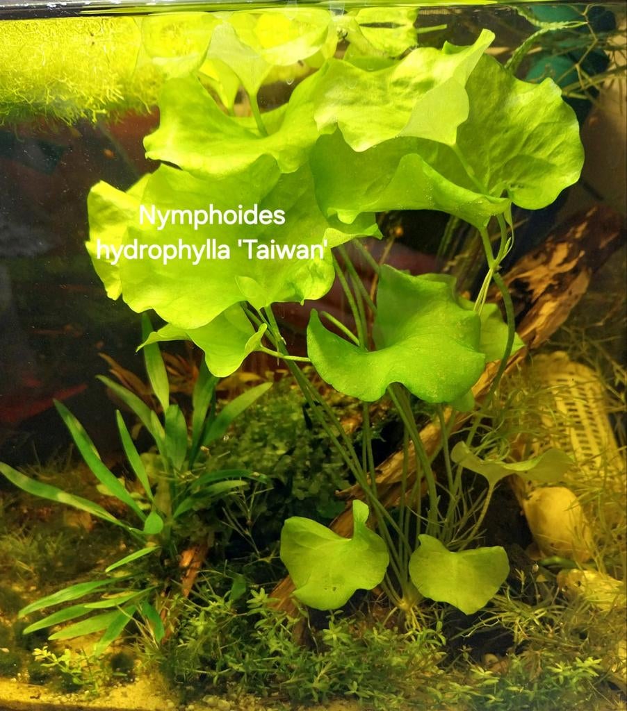 Aquariumplanten mix. Oudenburg, Ophalen
