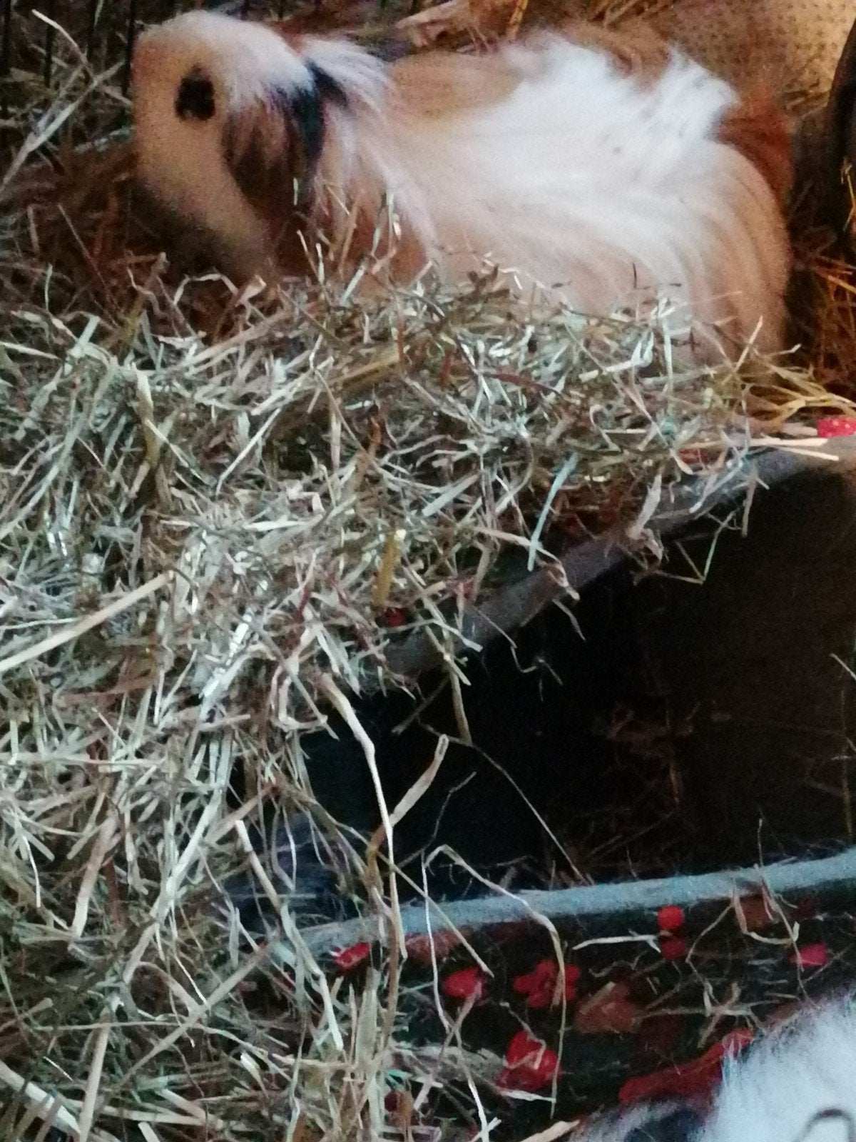 Cavia cornet beertje langharige, Animaux & Accessoires, Rongeurs, Juin, Mâle, Cobaye