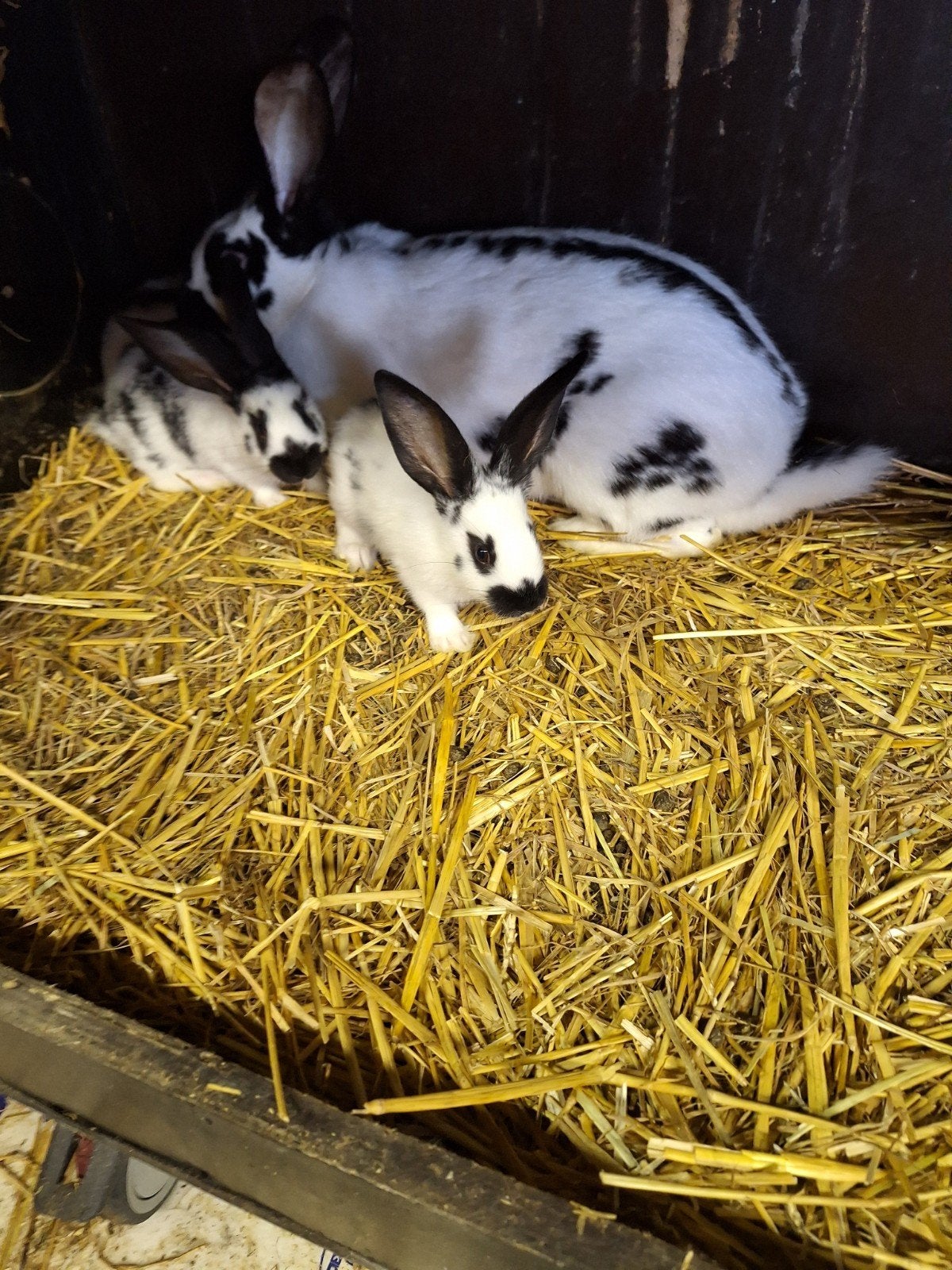 Vlinder konijnen, Dieren en Toebehoren, Konijnen
