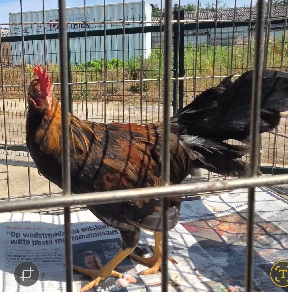 Leghorn goudpatrijs, Dieren en Toebehoren, Mannelijk, Kip