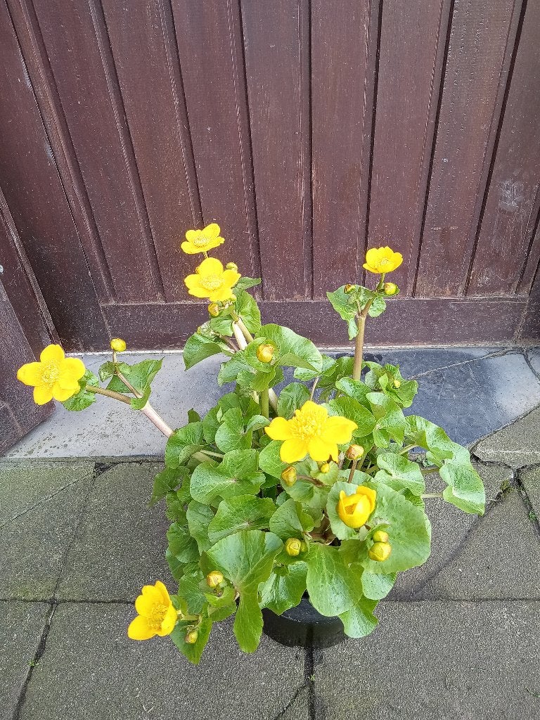 dotterbloem, Tuin en Terras, Planten | Tuinplanten, Ophalen, Vaste plant, Halfschaduw, Vijverplanten