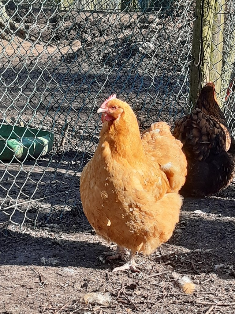 orpington kippen, Meerdere dieren, Kip