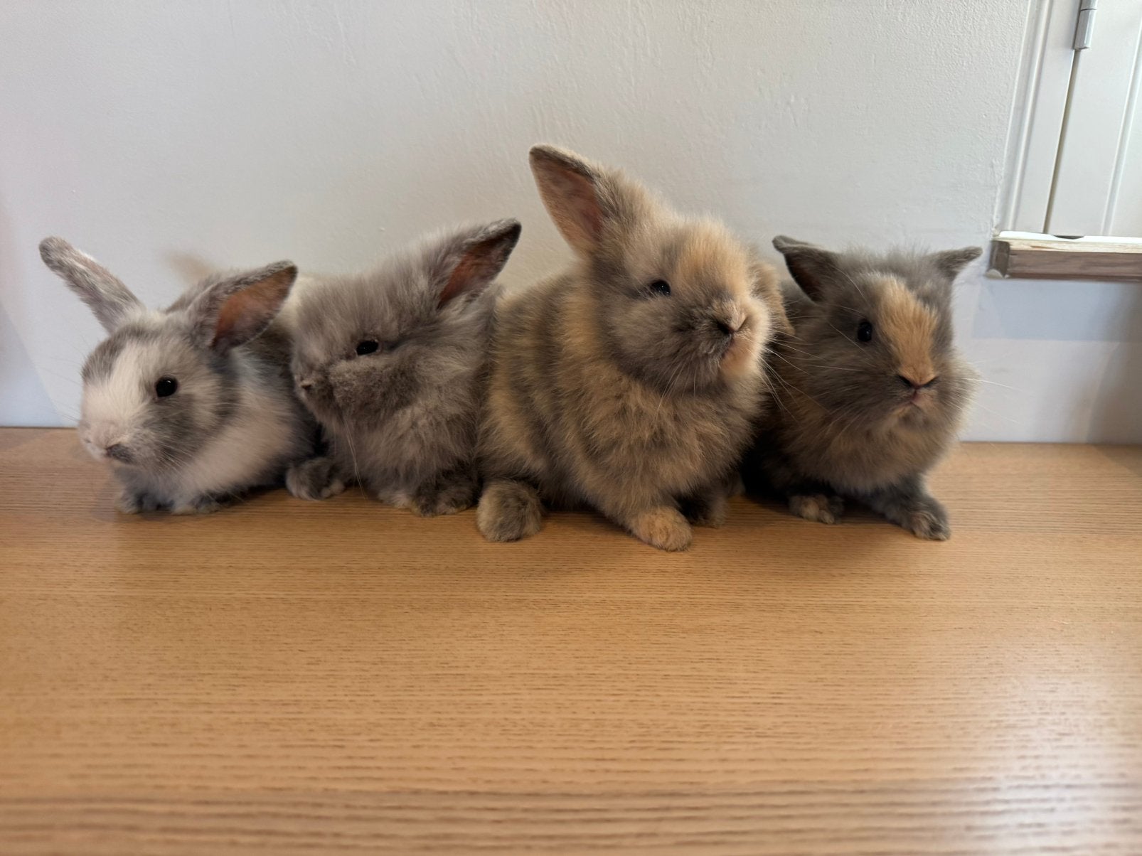 Vier hangoor (baby) konijntjes, “vermoedelijke voedsters”., Animaux & Accessoires, Oreilles tombantes