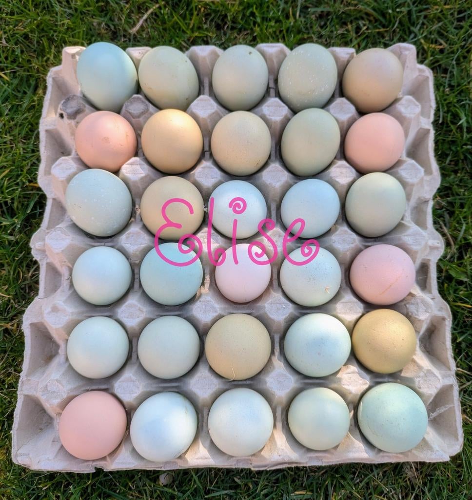 Broedeieren olijfleggers kippen kleurleggers easter eggers, Kip