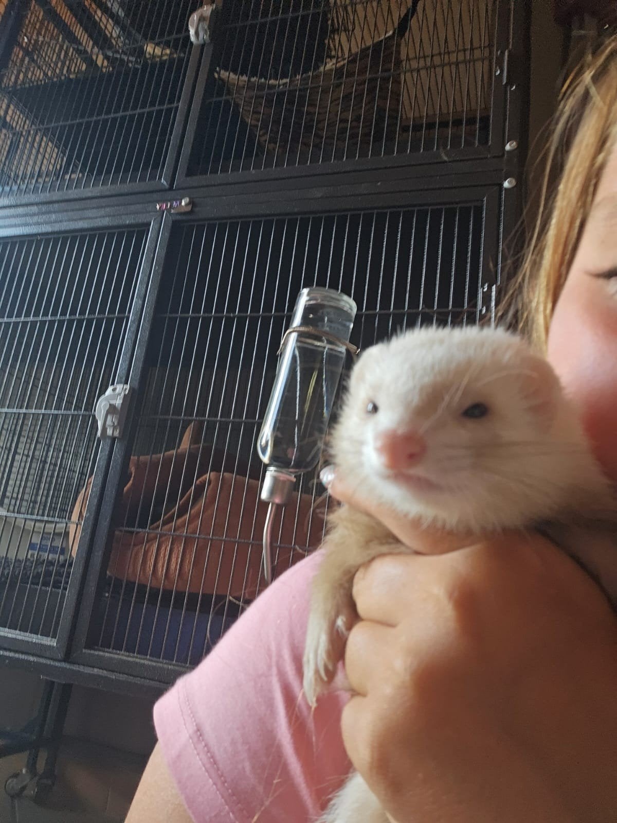 tamme fret, Dieren en Toebehoren, Knaagdieren, April, Vrouwelijk, Fret