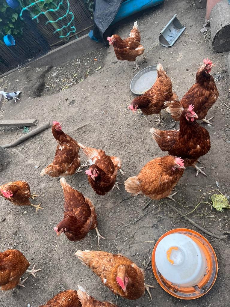 10 legkippen te koop, Dieren en Toebehoren, Pluimvee, Kip
