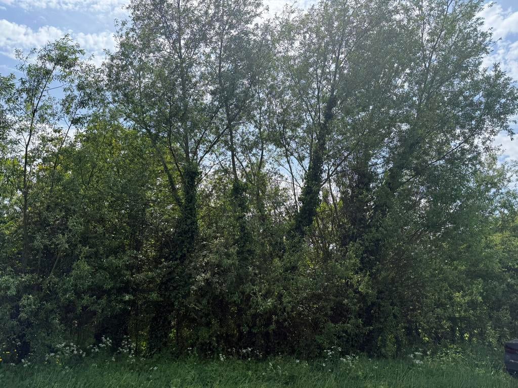 15 à 20 bomen te kappen – €100 voor het volledige lot, Jardin & Terrasse, Bois de chauffage, Troncs d'arbres, Autres essences de bois