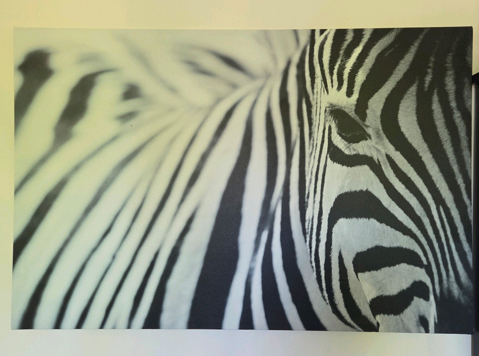 photo de zèbre sur toile, Enlèvement