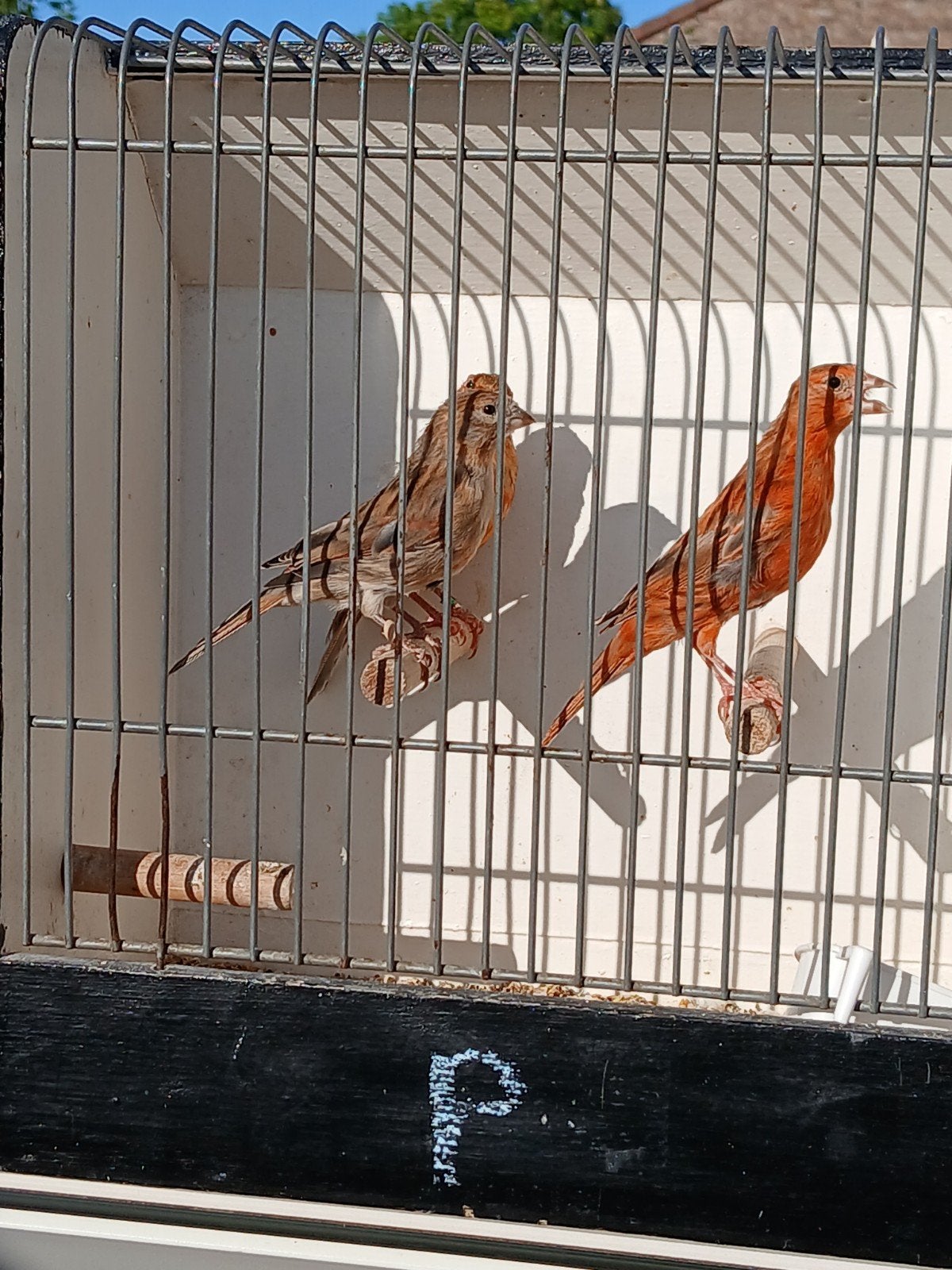 rood agaat  2026, Dieren en Toebehoren