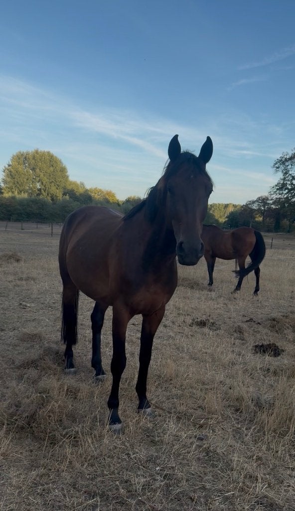 Paard te koop, Dieren en Toebehoren, Met stamboom, Ruin, Zadelmak, 3 tot 6 jaar