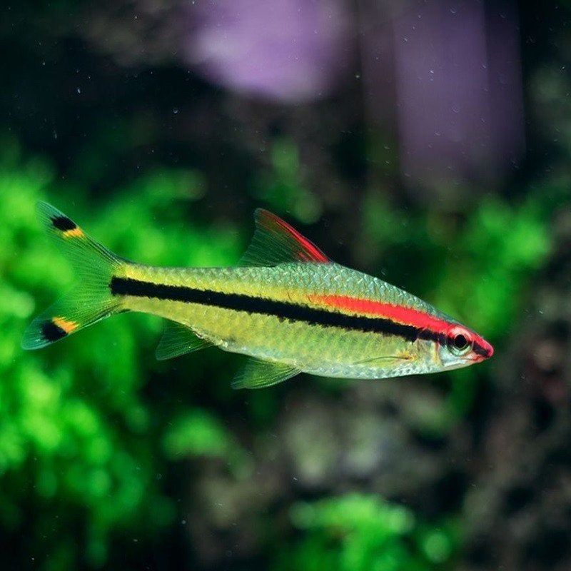 Poisson à donner contre bon soin, Animaux & Accessoires, Poisson
