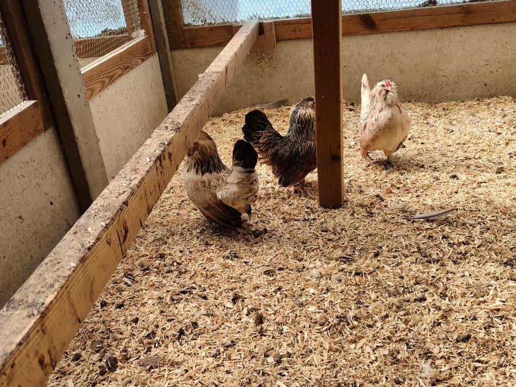 3 mooie Antwerpse baardkriel hennen., Dieren en Toebehoren, Vrouwelijk, Kip