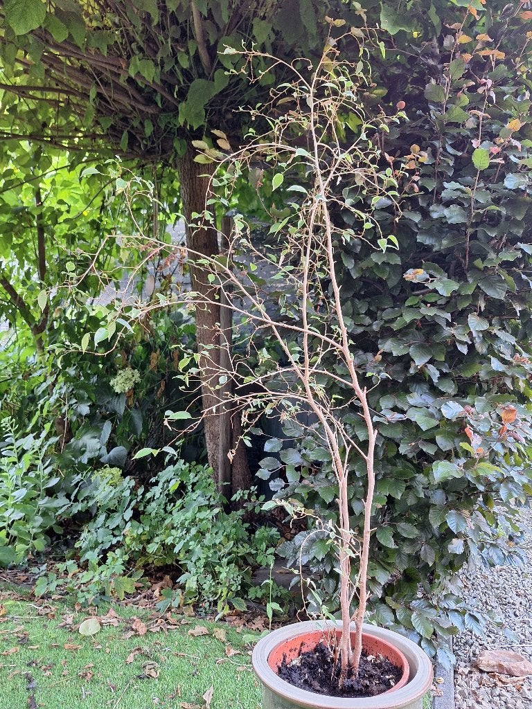 Ficus Benjamina Kamerplant, Ophalen, Ficus, 100 tot 150 cm