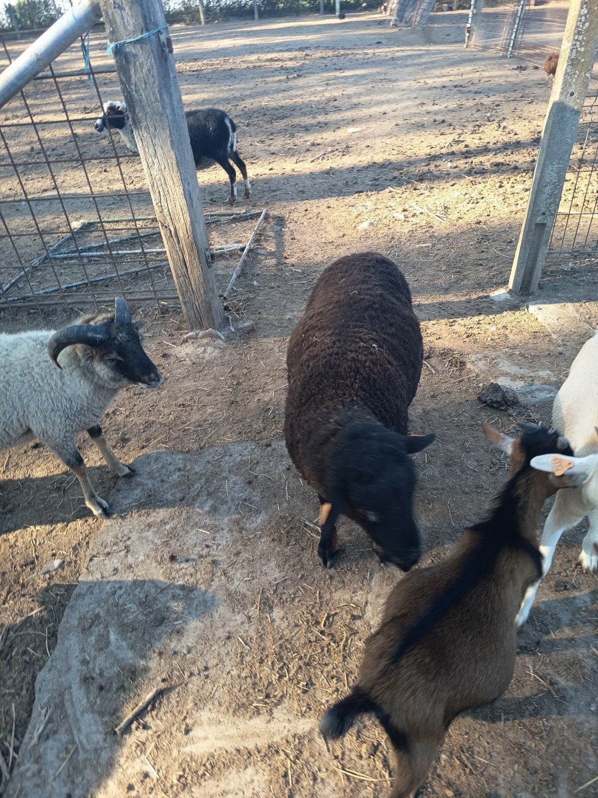 mouton, Mouton