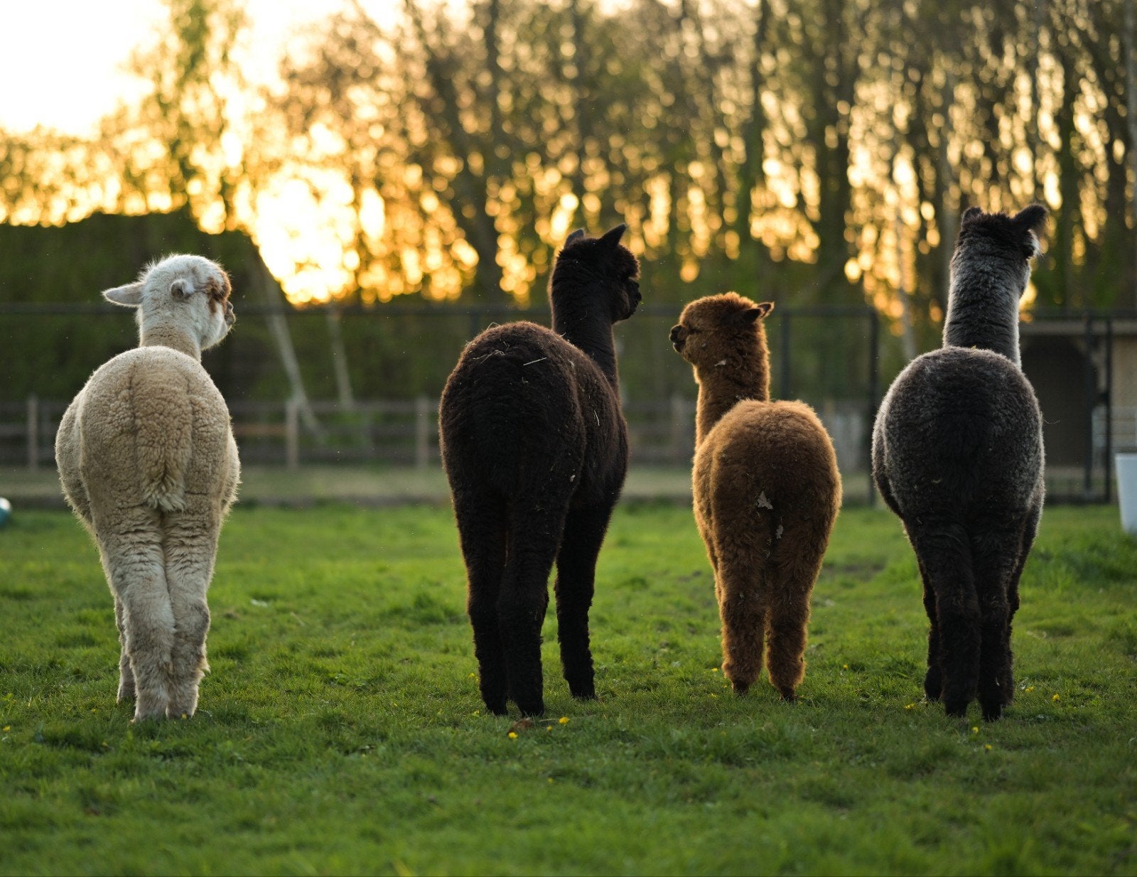 alpaca mest, Tuin en Terras, Ophalen, Mest