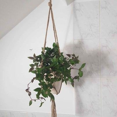 macrame hangers met pot en hangplanten, Ophalen, In pot